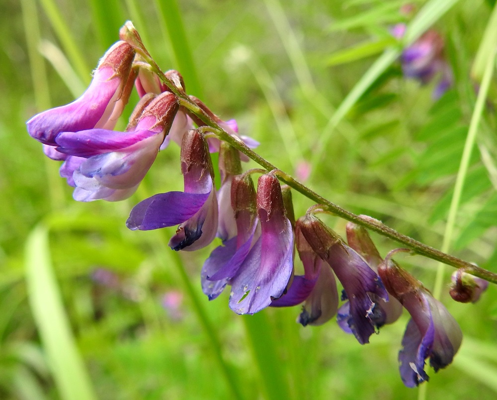 Vicia cassubica - pommerinvirnan kukkaperä on noin 1,5-2,5 mm pitkä. Verhiö on tyveltään torvimaisen yhdislehtinen, vastakohtainen ja jossain määrin epäsymmetrinen sekä kärjestään viisiliuskainen. Se on yleensä vihreän ja punertavan kirjava, karvainen ja kaikkiaan noin 4-5 mm pitkä. Yhtenäinen tyviosa on noin 2,5-3 mm pitkä ja noin 2-2,5 mm leveä. Kaksi ylintä kärkiliuskaa ovat lyhyen hammasmaiset ja alle 1 mm pitkät. Kolme alinta liuskaa ovat pitemmät, kapean kolmiomaiset ja pitkäsuippuisen teräväkärkiset. Alin niistä on pisin ja noin 1,5-2 mm pitkä. Pisinkin liuska on yhdiskasvuista tyviosaa lyhyempi. 26.6.2026. Copyright Hannu Kämäräinen.