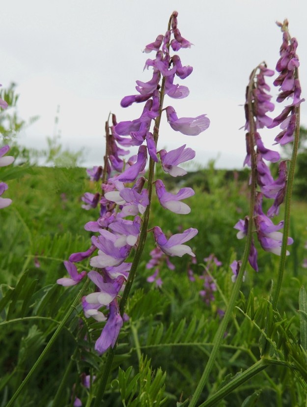 Vicia tenuifolia - tuoksuvirnan kukintoterttu on tavallisesti noin 15-30-kukkainen, tiheä, toispuolinen ja heikosti tuoksuva terttu. Se on kukkiessaan useimmiten noin 6-12 cm pitkä ja noin 2,5-3 cm leveä. 13.6.2014. Copyright Hannu Kämäräinen.