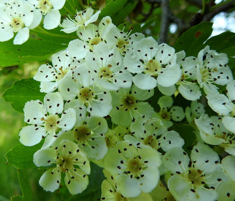 Crataegus monogyna - tylppöorapihlajan kukassa on viisi terälehteä. Ne ovat pyöreähköt, koverat, tyveltään jyrkästi kapeaksi ja lyhyeksi kynneksi suippenevat sekä noin 6-8 mm pitkät ja leveät. A, Jomala, Ramsholm, luonnonsuojelualue, pohjoisosa, itälaidan niittykaistan reuna, 18.6.2023. Copyright Hannu Kämäräinen.