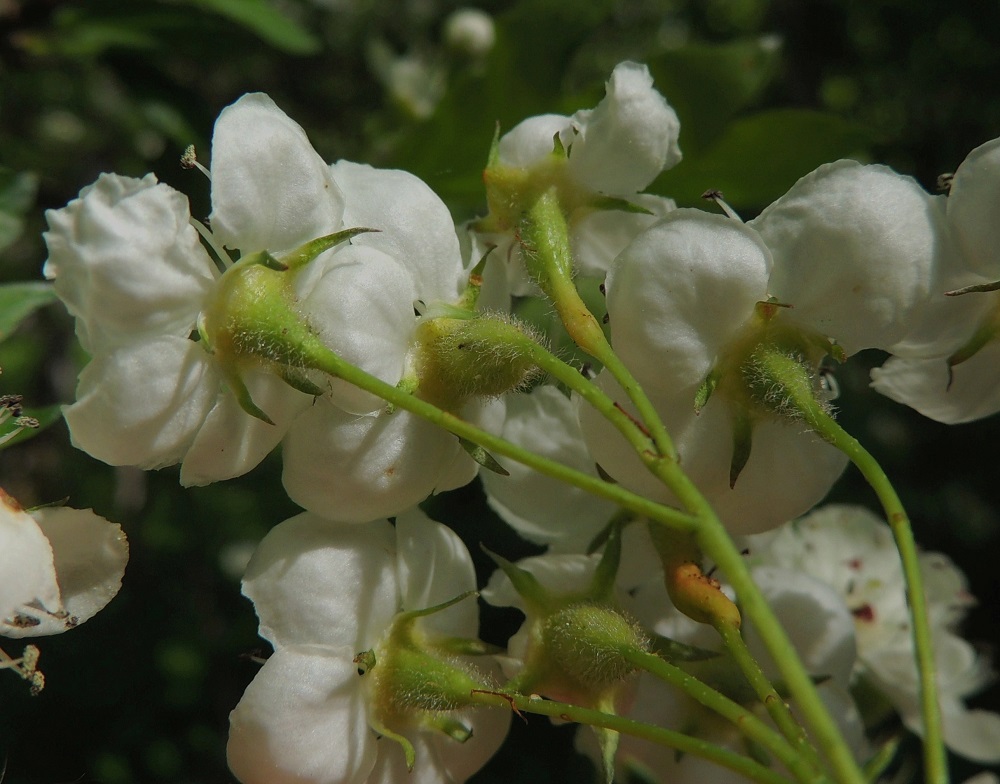 Crataegus rhipidophylla - suippuorapihlajan kukkaperä on useimmiten noin 10-30 mm pitkä ja kalju - harvakarvainen. Kukkapohjus on kartiomainen, tiheästi vaaleakarvainen ja noin 3-4 mm pitkä. Verholehtiä on viisi. Ne ovat kapean kolmiomaiset, pitkäsuippuisen teräväkärkiset, vihreät - kellanvihreät ja kaljuhkot sekä noin 4-5 mm pitkät ja tyveltään noin 2-3 mm leveät. Kuvassa olevalla nimimuunnoksella, siirosuippuorapihlajalla, var. rhipidophylla, verholehdet siirottavat alaviistoon jo kukintavaiheessa. Lajin toisella muunnoksella, tanasuippuorapihlajalla, var. ronnigeri, ne kutakuinkin pysyvät terälehtien tuntumassa. Läheisellä sisarlajilla, tylppöorapihlajalla, C. monogyna, verholehdet ovat leveän ja lyhyen kolmiomaiset. 11.6.2014. Copyright Hannu Kämäräinen.