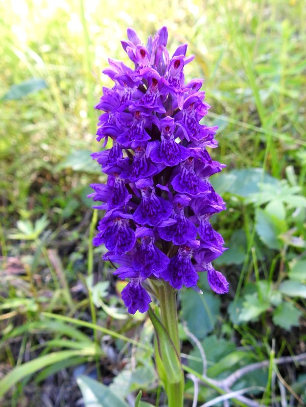 Dactylorhiza purpurella - hurmekämmekän kukintotähkä on varjossa nähtynä ja kuvattuna voimakkaan sinipunainen tai sinisävyisen violetti. Valon määrä vaikuttaa yleensäkin monien kasvilajien kukintojen väriaistimukseen ja myös kameran värien tulkintaan. Liuskakämmeköillä valomäärän vaikutus tuntuu olevan erityisen suuri. 26.6.2026. Copyright Hannu Kämäräinen.