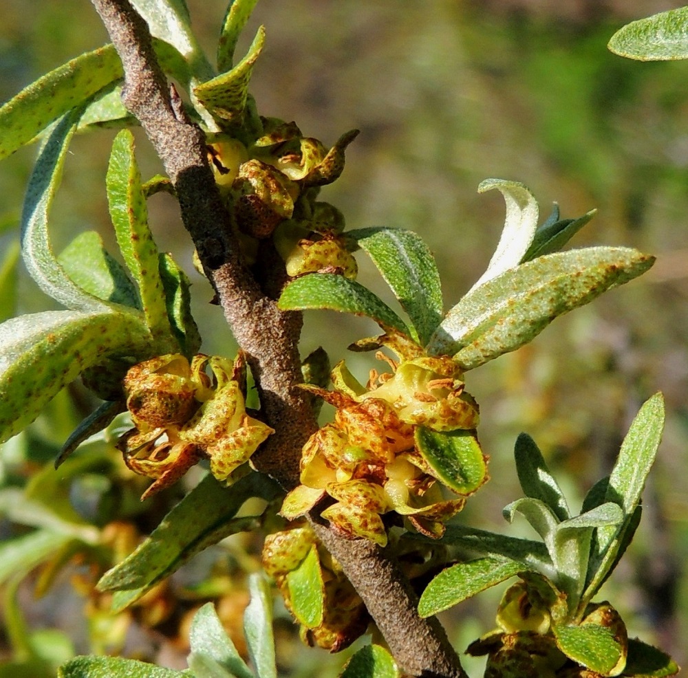 Hippophaë rhamnoides - (hopea)tyrnin hedekukkien kehälehdet ovat noin 2-3 mm pitkät, siitepölyvaiheessa ja sen jälkeen tummemmankeltaiset ja ruskehtavatäpläisen kilpikarvaiset. Kuvan kukissa heteiden ponnet ovat jo siitepölynsä tuulen mukaan luovuttaneet ja muuttuneet ruskehtaviksi. Vielä tässäkin vaiheessa kehälehdet ovat enimmäkseen tiiviisti sisäänpäin kaartuneet. A, Lemland, Nåtö, saaren pohjoisosan luonnonsuojelualue biologisen aseman itäpuolella, avoimen merenrantaniityn ylälaita pitkospuupolun varressa, 27.5.2013. Copyright Hannu Kämäräinen. ja niiden perä on noin 0,5 mm pitkä.