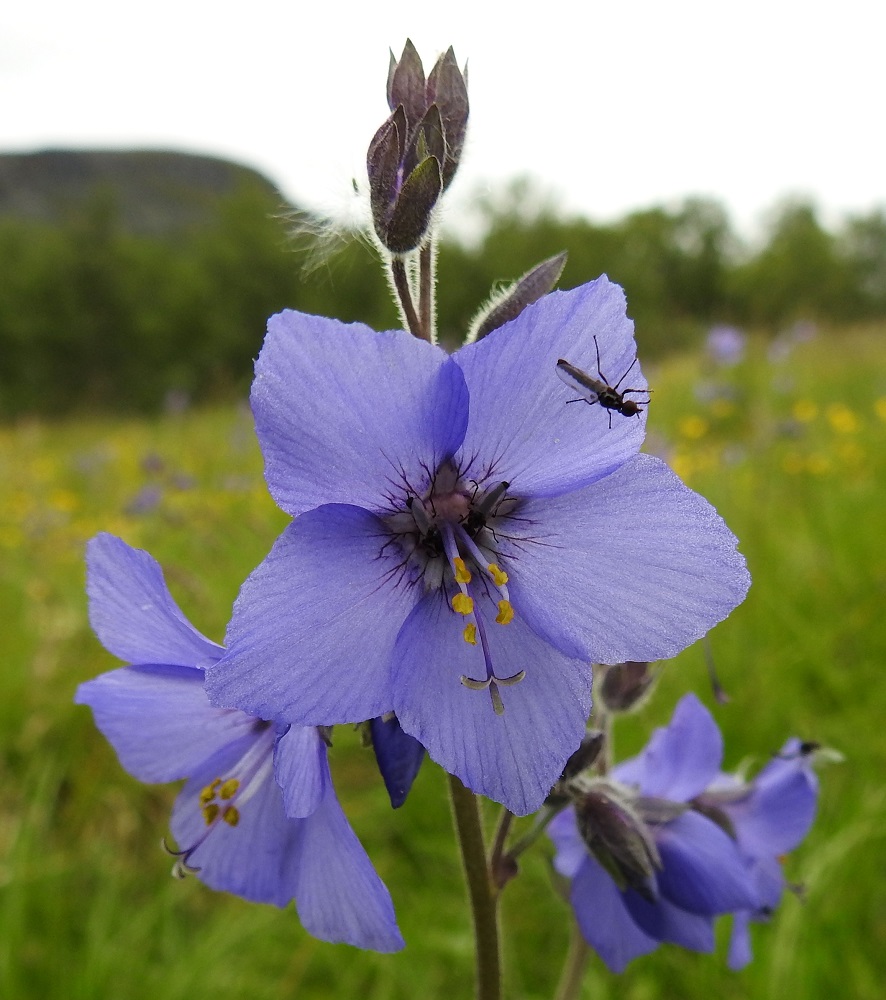 Polemonium acutiflorum - kellosinilatvan kukassa on viisi hedettä, jotka ovat noin 10-12 mm pitkät. Palhot ovat lähes valkoiset tai vaaleansinertävät. Ponnet ovat pyöreähköt tai pitkänpyöreät ja keltaiset. Emin vartalo on sinipunertava ja luottineen noin 13-15 mm pitkä. Luotti on kolmiliuskainen, ja sen osuus emin pituudesta on noin 2-3 mm. Kellosinilatvan normaali kukinta-aika on kesäkuun loppupuolelta elokuulle. 9.7.2026. Copyright Hannu Kämäräinen.