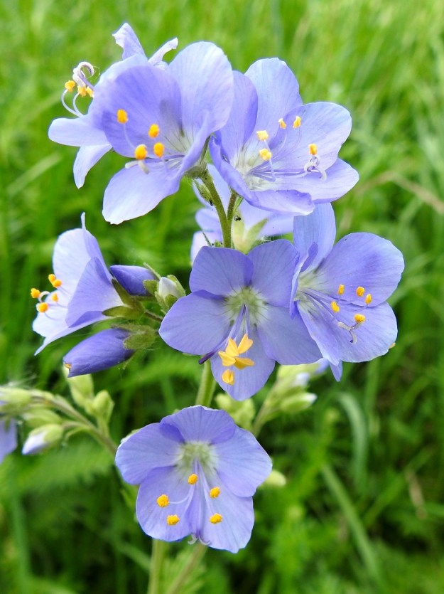 Polemonium caeruleum - lehtosinilatvan teriö on ratasmaisesti leveän kellomainen sekä tyveltään yhdislehtinen ja tavallisesti noin 12-15 mm leveä. Kukat tuoksuvat, ja tuoksu muistuttaa tuomenkukkien tuoksua. Normaali kukinta-aika on kesäkuulta elokuulle. Joinakin lämpimän kevään vuosina malttamattomimmat lehtosinilatvat aloittavat kukintansa jo toukokuun puolella. EH, Hämeenlinna, Sairio, Sairionranta, Vanajaveden ja rautatien välissä kulkevan ulkoilureitin varsi kohdassa, jossa vesioja alittaa reitin, ojan laitaniitty, 29.5.2024. Copyright Hannu Kämäräinen.