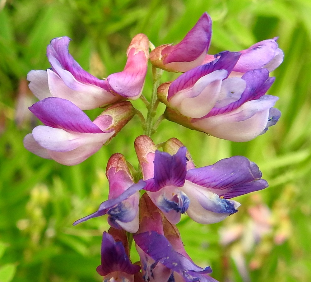 Vicia cassubica - pommerinvirnan teriö on tavallisesti noin 10-13 mm pitkä. Teriössä on viisi keskenään hyvin erinäköistä terälehteä. Ylimpänä on punavoittoisen sinipunainen purje, joka sinistyy pölytyksen jälkeen. Purje nimensä mukaisesti kaartuu leveänä ylöspäin. Sen kärkiosa eli lapa on noin 6-8 mm leveä sekä suunnilleen yhtä pitkä kuin verhiön sisään kapeneva tyviosa eli kynsi. Teriön sivuilla on siiviksi kutsuttu terälehtipari, jonka lehdet ovat valkoiset tai vaaleansinertävät, kärkiosastaan kapean soikeahkot ja noin 2-3 mm leveät. Alimpana teriössä on venho, joka muodostuu kahdesta terälehdestä, jotka ovat kapenevasta tyviosastaan yhdiskasvuisia ja kärkiosastaan tiiviisti limittäin muodostaen venemäisen kaukalon. Venho on valkoinen tai jyrkästi ylöspäin kaartuvasta kärkiosastaan vanhetessaan sinistyvä. Se sulkee sisäänsä hetiön ja emiön. 26.6.2026. Copyright Hannu Kämäräinen.