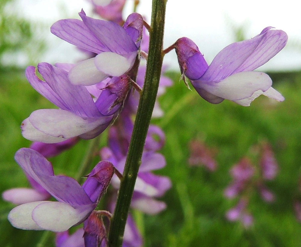 Vicia tenuifolia - tuoksuvirnan teriö muodostuu viidestä terälehdestä ja on tavallisesti noin 12-15 mm pitkä. Näkyvin, kookkain ja värikkäin terälehti on purje, joka kaartuu leveänä ylöspäin. Se on lovikärkinen ja noin 7-8 mm leveä sekä selvästi pitempi kuin verhiön sisään kapeneva tyviosa. Lähilajilla, hiirenvirnalla, V. cracca, purjeen kärki ja tyviosat ovat suunnilleen samanmittaiset. Tuoksuvirnan teriön sivuilla on siiviksi kutsuttu terälehtipari, jonka lehdet ovat lähes valkoiset ja kärkiosastaan noin 2,5-3 mm leveät. Kukkaperä on noin 1-2 mm pitkä. Verhiö on kärjestään viisiliuskainen, yleensä punertava, myötäkarvainen ja liuskoineen noin 4,5-6 mm pitkä. Yhtenäinen tyviosa on noin 2-3 mm pitkä ja noin 2 mm leveä. Kaksi ylintä kärkiliuskaa ovat hammasmaiset ja vain noin 0,3-1 mm pitkät. Kolme alinta liuskaa ovat pitemmät, hyvin kapean kolmiomaiset ja teräväkärkiset. Alin niistä on pisin ja noin 2,5-3 mm pitkä eli suunnilleen samanmittainen kuin yhdiskasvuinen tyviosa. 13.6.2014. Copyright Hannu Kämäräinen.
