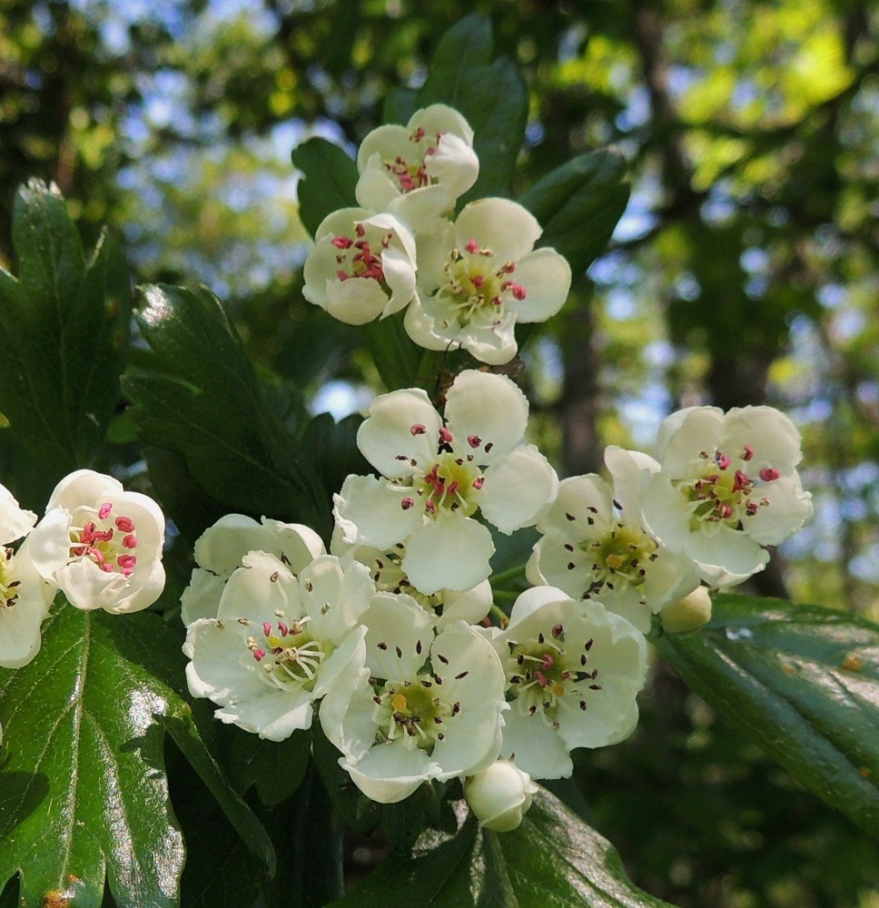 Crataegus monogyna - tylppöorapihlajan kukassa on 18-20 hedettä. Niiden palhot ovat valkoiset ja noin 4-6 mm pitkät. Aluksi punaiset ja myöhemmin ruskeasävyiset ponnet ovat noin 1-1,5 mm pitkät. Sikiäin on kehänalainen, ja emi on yksivartaloinen ja -luottinen. Vartalo on valkoinen ja heteiden kanssa samalle tasolle ulottuva. Luotti on pyöreähkön nappimainen, keltainen ja noin 1 mm läpimitaltaan. A, Lemland, Nåtö, saaren pohjoisosan merenrantaan ulottuva luonnonsuojelualue biologisen aseman (Norrgård) itäpuolella, rannan tervalepikon yläreuna, 11.6.2014. Copyright Hannu Kämäräinen.