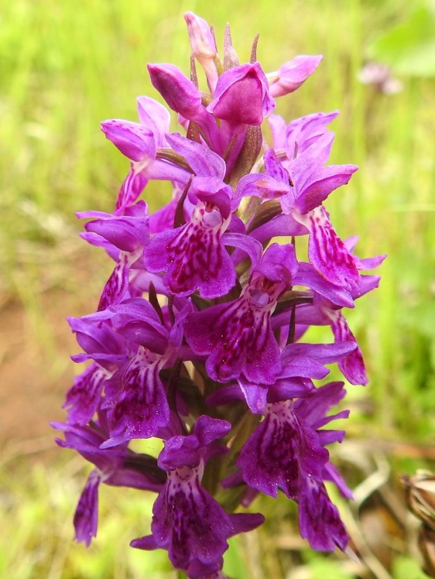 Dactylorhiza purpurella - hurmekämmekän kukassa on kuusi kehälehteä, joista kolme ulointa on suuntautunut ylöspäin. Ne ovat kapeanpuikeahkoja ja tylppiä tai pyöreähkökärkisiä sekä noin 6-9 mm pitkiä. Sisemmistä kehälehdistä kaksi on uloimpien kaltaisia mutta yleensä vähän niitä lyhyempiä ja kapeampia sekä hetiön ja emiön ylle taipuneita. Kolmas sisempi kehälehti muodostaa noin 7-10 mm pitkän ja noin 8-11 mm leveän huulen, joka on tasainen tai laidoiltaan hieman ylöspäin kaareutuva. Huulen kärkiosa on matalahkosti kolmiliuskainen. Kärkiliuska on tavallisesti alle 3 mm pitkä, enintään hieman sivuliuskoja pitemmälle ulottuva ja pyöreä- tai tylppäpäinen. Keski- ja sivuliuskojen välinen kulma on terävä. Sivuliuskat ovat tylppä- tai pyöreäkärkiset, kärjestään aika usein matalasti kaksihalkoiset ja risa- tai nyhäreunaiset. Huuli on tyvestään valkeahko ja vaihtelevasti tiheän tummajuovainen ja -täpläinen. Juovista muodostuu jonkinasteinen kehäkuvio. Huulen laitaosat ovat yksiväriset. Täplitystä on jossain määrin myös muissa kehälehdissä. 26.6.2026. Copyright Hannu Kämäräinen.