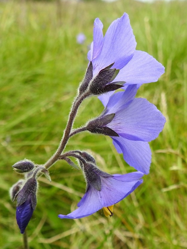 Polemonium acutiflorum - kellosinilatvan kukkaperä on noin 5-10 mm pitkä. Verhiö on kellomainen, yhdislehtinen ja kärjestään säteittäisesti syvään viisiliuskainen. Se on vihreäsävyinen - tumman tai lähes mustan sinipunainen ja kaikkiaan noin 6-8 mm pitkä. 9.7.2026. Copyright Hannu Kämäräinen.