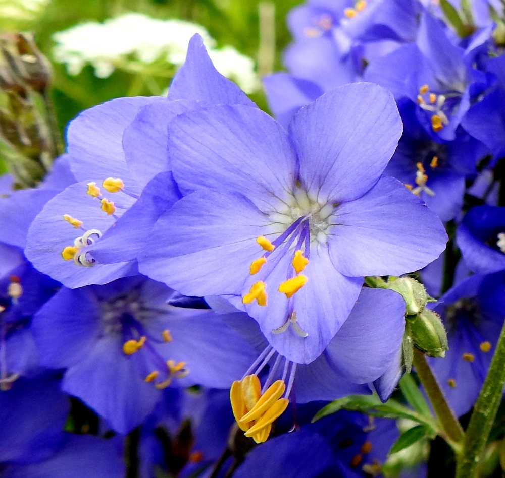 Polemonium caeruleum - lehtosinilatvan teriönliuskoja on lähes aina viisi. Ne ovat hieman lomittaiset, lähinnä soikeat, pyöreä-, tylppä- tai suippokärkiset ja ripsireunattomat. Liuskat ovat yleensä noin 7-10 mm pitkät ja leveimmältä kohtaa noin 6-10 mm leveät. Teriön yhdiskasvuinen tyviosa on noin 2-3 mm pitkä. Kukissa on viisi hedettä, jotka ovat noin 10-12 mm pitkät. Emin vartalo on luottineen noin 13-15 mm pitkä. Palhojen ja vartalon väri seurailee useimmiten teriön väriä. Ponnet ovat pyöreähköt tai pitkänpyöreät ja keltaiset. Emin luotti on kolmiliuskainen, ja sen osuus yhteispituudesta on noin 2-3 mm. EH, Kouvola, Kuusankoski, Mäyränkorven ja Lamminrannan välissä oleva Saksanahon entinen, peitetty teollisuuskaatopaikka, Savonsuo, täyttöalueen eteläosan niittyalue, 1.7.2017. Copyright Hannu Kämäräinen.