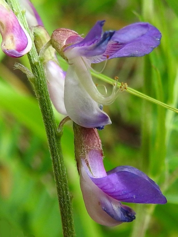 Vicia cassubica - pommerinvirnan kukassa on kymmenen hedettä, joista yhdeksän tyviosa on yhteenkasvanut kehänpäällisen sikiäimen ja emin vartalon ympärille. Kymmenes hede on tyveen saakka erillinen. Hedekokonaisuuden vapaat kärkiosat ovat jyrkästi ylöspäin taipuneet. Yksilokeroisen sikiäimen kärjessä oleva emi on yksivartaloinen ja -luottinen. Vartalon kärkiosa luotteineen on heteiden tavoin pysty. Venhon sisäänsä sulkemat heteet ja emin sekä niiden tyvellä odottavan meden voi tavoittaa normaalia tietä vain riittävän raskas hyönteinen, useimmiten kimalainen. Sen paino riittää avaamaan venhon, jolloin hetiö ja emiö ponnahtavat karvoituksen sekaan. Samalla kun mahdollinen pölytys tapahtuu, palkkiona tie verhiön pohjalla odottavan meden luokse on avoin. Kuvausta varten venho on avattu sormella. 26.6.2026. Copyright Hannu Kämäräinen.