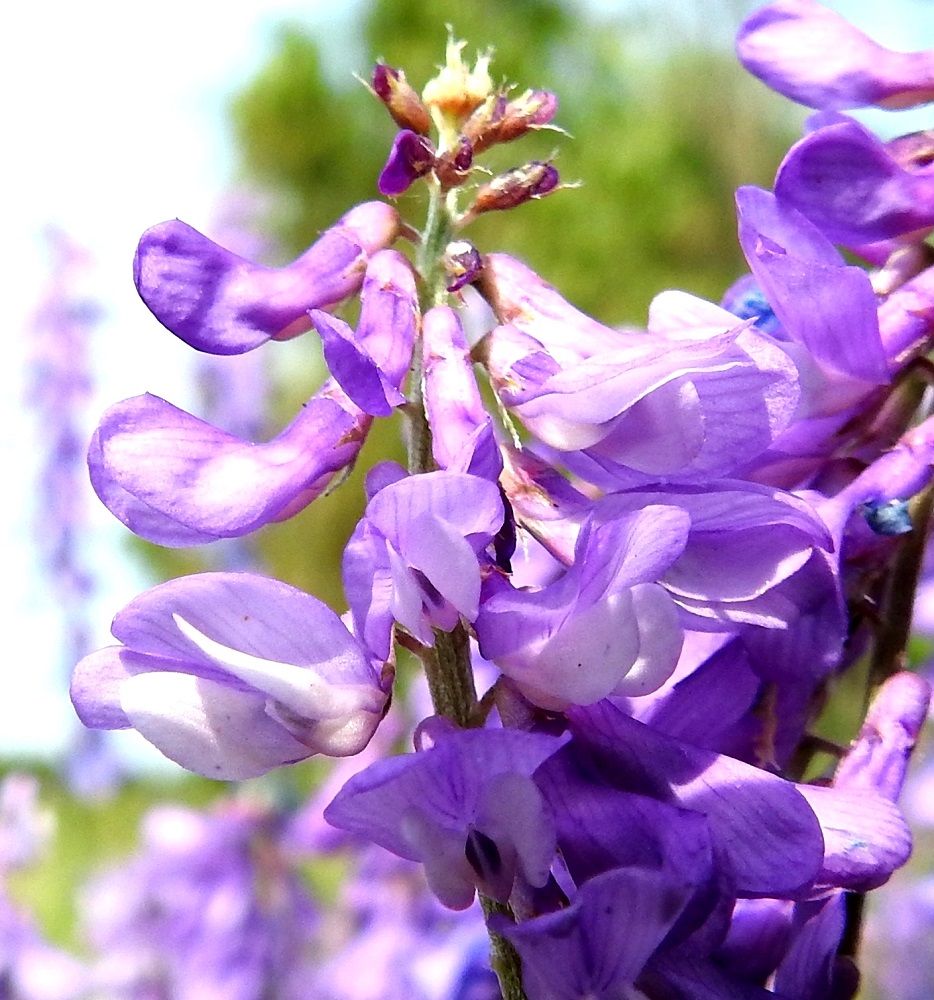 Vicia tenuifolia - tuoksuvirnan teriössä alimpana on venho, joka muodostuu kahdesta, suurimmaksi osaksi valkoisesta terälehdestä, jotka ovat kapenevasta tyviosastaan yhdiskasvuisia ja kärkiosastaan tiiviisti limittäin muodostaen venemäisen kaukalon. Venhon kärkiosa on jyrkästi ylöspäin kaartuva sulkien sisäänsä kukan hetiön ja emiön. Kärkiosan ulkoreunoilla on molemmin puolin pieni levikesiiveke, joka on tumman sinipunainen. 18.6.2023. Copyright Hannu Kämäräinen.
