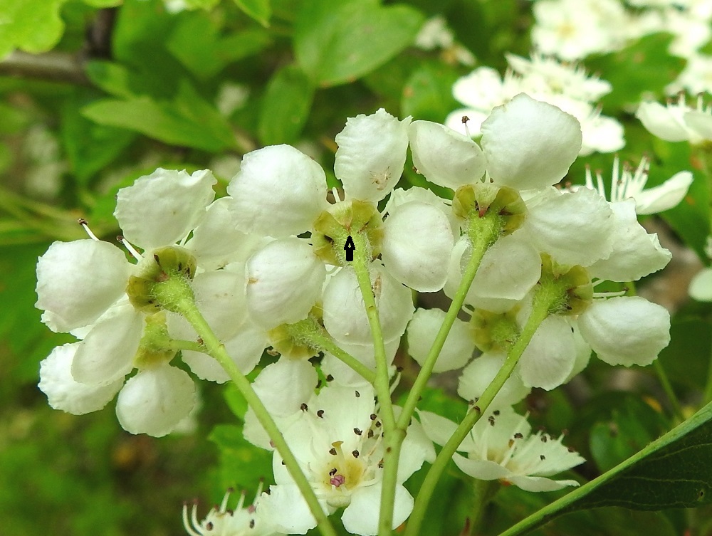 Crataegus monogyna - tylppöorapihlajan kukkaperä on yleensä noin 10-30 mm pitkä ja kalju tai harvakarvainen. Kukkapohjus on kartiomainen, tiheästi vaaleakarvainen ja noin 3-4 mm pitkä. Verholehtiä on viisi. Ne ovat leveän ja lyhyen kolmiomaiset, vihreät - kellanvihreät ja kaljuhkot sekä heti teriön avauduttua jyrkästi taaksepäin kääntyneet. Verholehdet ovat noin 2-2,5 mm pitkät ja tyveltään noin pituutensa levyiset. Koska kuvaa katsoessa tulee helposti näköharha siitä, mikä on kääntynyttä verholehteä ja mikä kukkapohjuksen pintaa, yksi kehälehti on merkitty nuolella. Suippuorapihlajalla verholehdet ovat pitemmät, kapean kolmiomaiset, pitkäsuippuisen teräväkärkiset ja taaksepäin kääntyneet, siirottavat tai pystyt. A, Finström, Bastö, koilliskulman lehtoinen Ekudden-niemi, 17.6.2023. Copyright Hannu Kämäräinen.
