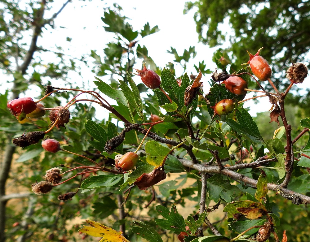 Crataegus rhipidophylla - suippuorapihlajan toisen muunnoksen, tanasuippuorapihlajan marja on tynnyrimäinen, ja kärjessä olevat verholehdet ovat sivulle siirottavat tai pystyt. Marjassa on vain yksi kookas ja lähes munanmuotoinen siemen, joka on noin 5-9 mm pitkä ja noin 4-7 mm leveä. A, Finström, Bastö, pohjoispää, Ekuddsvägenin pikkutien varsi peltoalueen kohdalla, 15.8.2026. Copyright Hannu Kämäräinen.