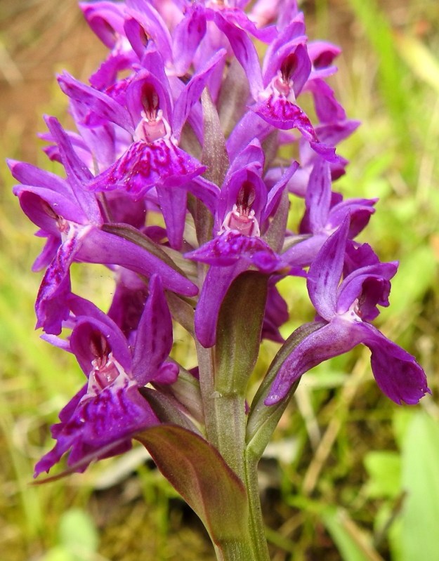 Dactylorhiza purpurella - hurmekämmekän kukan huulessa on noin 9-10 mm pitkä, kapea, tylpähkö ja kehälehtien pohjavärinen kannus, joka on medetön ja hieman sikiäintä lyhyempi. Kukassa ei ole juurikaan tuoksua. Sikiäin on perätön, kierteinen, vahvasuoninen ja kalju sekä noin 10-12(-15) mm pitkä. 26.6.2026. Copyright Hannu Kämäräinen.