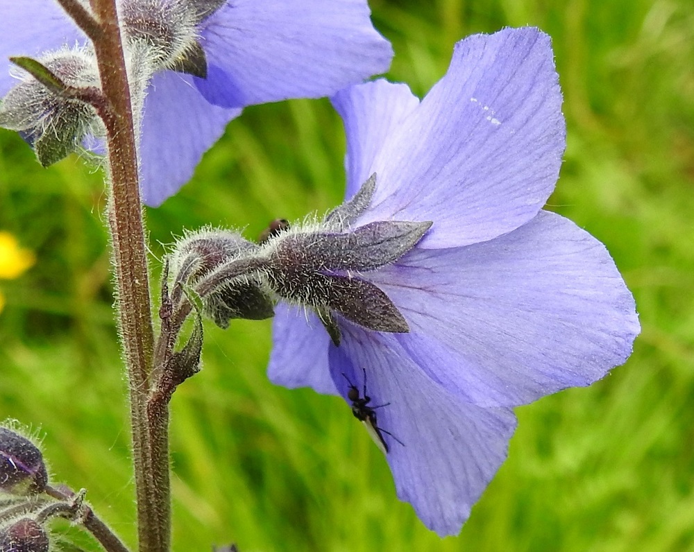 Polemonium acutiflorum - kellosinilatvan teriönliuskat ovat lyhyesti ripsireunaiset. Verhiönliuskat ovat kapeanpuikeat, suippokärkiset ja leveimmältä kohtaa noin 2-3 mm leveät. Niiden osuus kukkapohjuksen sisältävästä verhiön kokonaispituudesta on noin 4-6 mm. Kukkaperän tukilehti on kapeansuikea tai tasasoukka, noin 2-10 mm pitkä ja enintään noin 1,5 mm leveä. Ylimmistä kukkaperistä tukilehdet puuttuvat. Verhiö, kukkaperä, tertturanka haaroineen ja tukilehdet sekä varren yläosa ovat tiheästi pitkähkön hapsikarvaiset ja nystykarvaiset. 9.7.2026. Copyright Hannu Kämäräinen.
