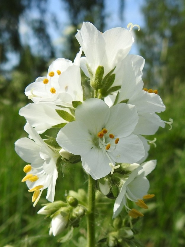 Polemonium caeruleum - lehtosinilatvan valkokukkaisissa yksilöissä myös heteen palhot ja emin vartalo ovat valkoiset. Kukissa aktivoituvat ensin heteet. Vasta sitten, kun siitepölyn tuotanto on loppunut ja ponnet kutistuneet, emi aktivoituu ja avaa luottinsa sisäpinnat vastaanottamaan hyönteisten kuljettamaa siitepölyä muista kukista. Tämä sopeutuma ehkäisee itsepölytystä. EH, Hämeenlinna, Sairio, Sairionranta, Vanajaveden ja rautatien välissä kulkevan ulkoilureitin varsi kohdassa, jossa vesioja alittaa reitin, ojan laitaniitty, 29.5.2024. Copyright Hannu Kämäräinen.
