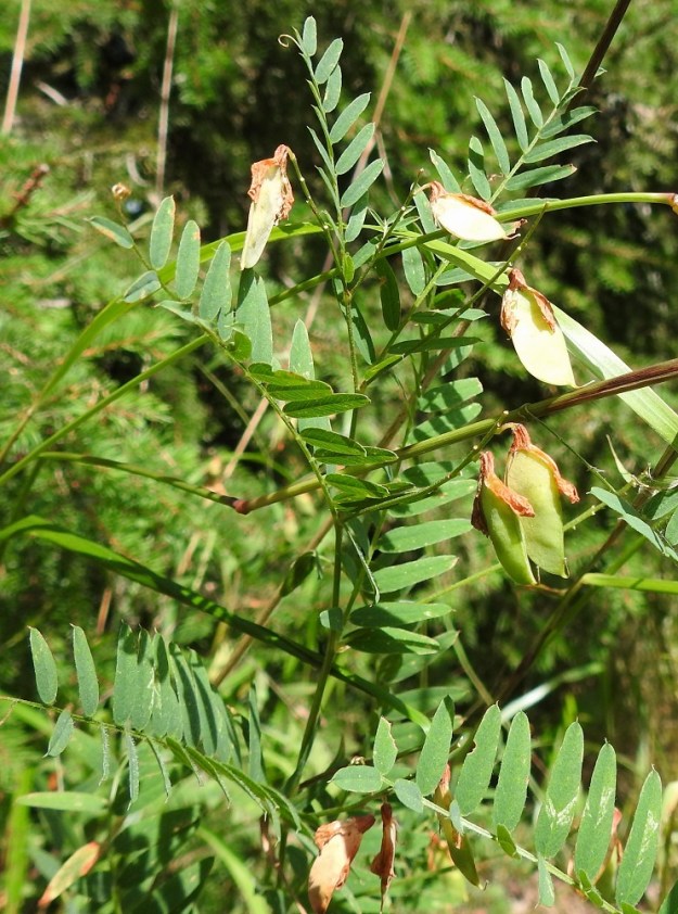 Vicia cassubica - pommerinvirna on ilmeisesti sopeutunut metsän luontaisiin häiriötiloihin, kuten metsäpaloihin, jotka avaavat sille uusia kasvumahdollisuuksia. Kasvualan umpeutuminen heikentää ja lopulta tuhoaa elinmahdollisuudet. Laji on Suomessa ilmeisesti heikko levittäytyjä. Kukkivien versojen määrä yleensä vaihtelee eri vuosina. Runsaasta kukinnastakin huolimatta siemenpalkoja kehittyy vähän, ja niissä on usein vain yksi siemen. Siemenet myös kypsyvät myöhään, mikä Suomen olosuhteissa voi alentaa niiden itävyyttä erityisesti kylminä syksyinä. 1.8.2026. Copyright Hannu Kämäräinen.