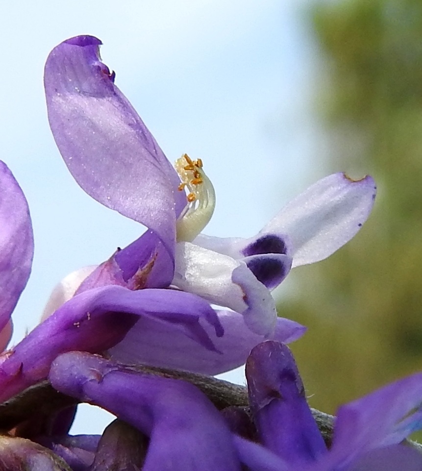 Vicia tenuifolia - tuoksuvirnan kukassa on kymmenen hedettä, joiden tyviosa on yhteenkasvanut kehänpäällisen sikiäimen ja emin vartalon ympärille. Hedekokonaisuuden vapaat ja valkoiset kärkiosat ovat eripituiset ja jyrkästi ylöspäin kaartuvat. Ponnet ovat keltaiset tai kellanruskehtavat ja pitkulaiset. Sikiäimen kärjessä oleva emi on yksivartaloinen ja -luottinen. Vartalon valkoinen kärkiosa taipuu heteiden tavoin jyrkästi ylöspäin ja on luotteineen ympäri asti karvainen. Vain isot pistiäiset kykenevät painamaan venhon auki, jolloin niiden imukärsälle avautuu reitti kukan tyvellä olevan meden luo. Samalla hyönteisten karvoitus kuljettaa siitepölyä kukkien välillä. Kuvausta varten teriö on avattu sormella painamalla. Kuvassa näkyvät hyvin myös venhon tummanvioletit sivusiivekkeet. 18.6.2023. Copyright Hannu Kämäräinen.