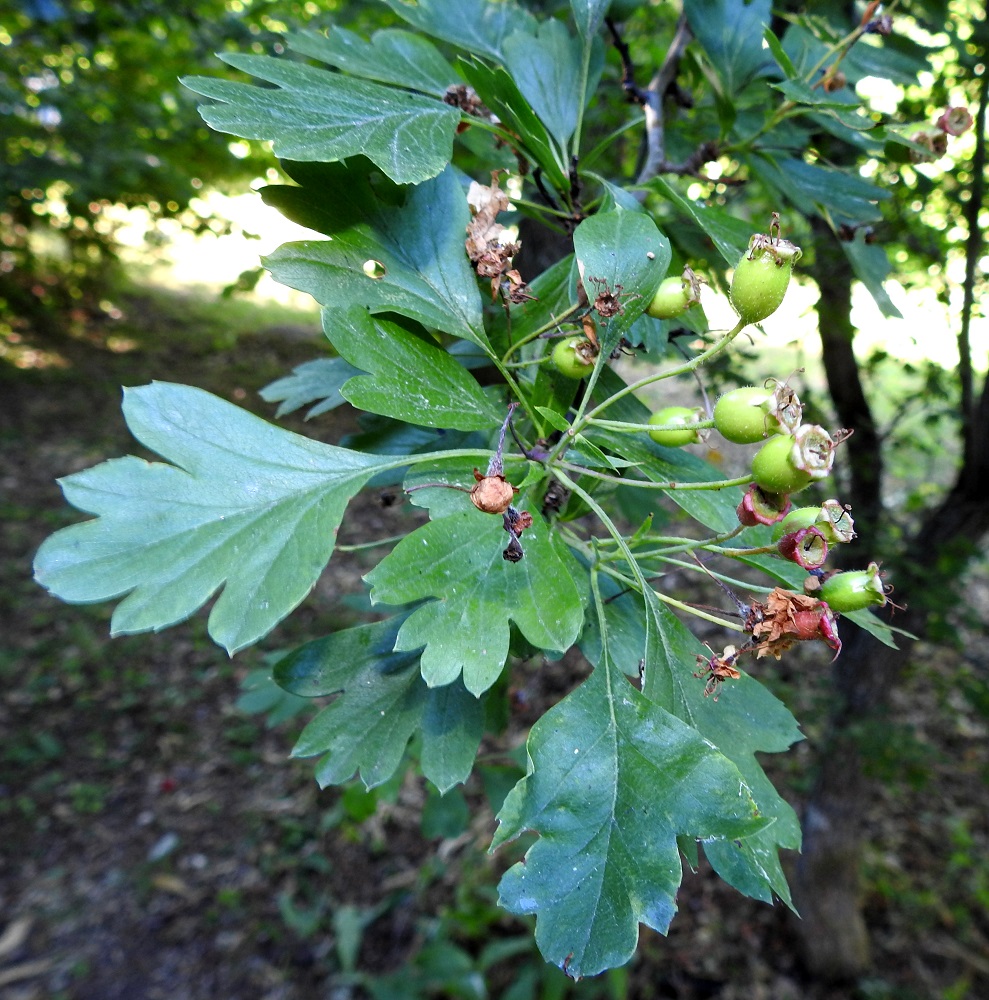 Crataegus monogyna - tylppöorapihlajan hedelmä on kukkapohjuksesta paisuva luumarja, joka on munamainen, kaljuhko tai karvainen ja kypsänä punainen. Sen kärjessä säilyvät tiukasti taaksepäin kääntyneet verholehdet. Ylimpien, tavallisten lehtien lisäksi kukinnon tukilehtinä ovat suikeahkot, ehyet - hammaslaitaiset tai rihmamaisen kapeat ja noin 3-15 mm pitkät lehdet, jotka usein varisevat jo varhain. Kuvan kukinnossa niitä on kuitenkin jäljellä vielä hedelmävaiheessakin. Kukinnollisessa haarassa lavan tyvimmäisissä liuskoissa on 0-9 hammasta. Vastaava luku suippuliuskaorapihlajalla on 6-25 hammasta. A, Finström, Bastö, koilliskulman lehtoinen Ekudden-niemi, 9.7.2022. Copyright Hannu Kämäräinen.