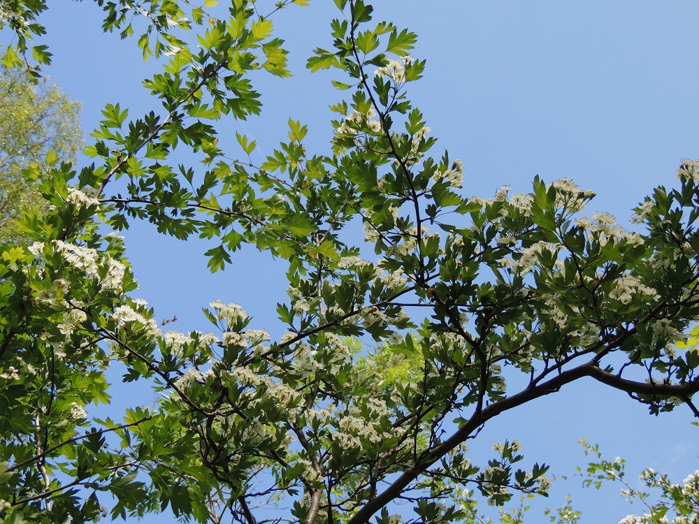 Crataegus rhipidophylla - suippuorapihlajan lehdet ovat vuosiversoissa kierteisesti. Lehtien yleispiirre on moni- ja teräväliuskaisuus. 11.6.2014. Copyright Hannu Kämäräinen.