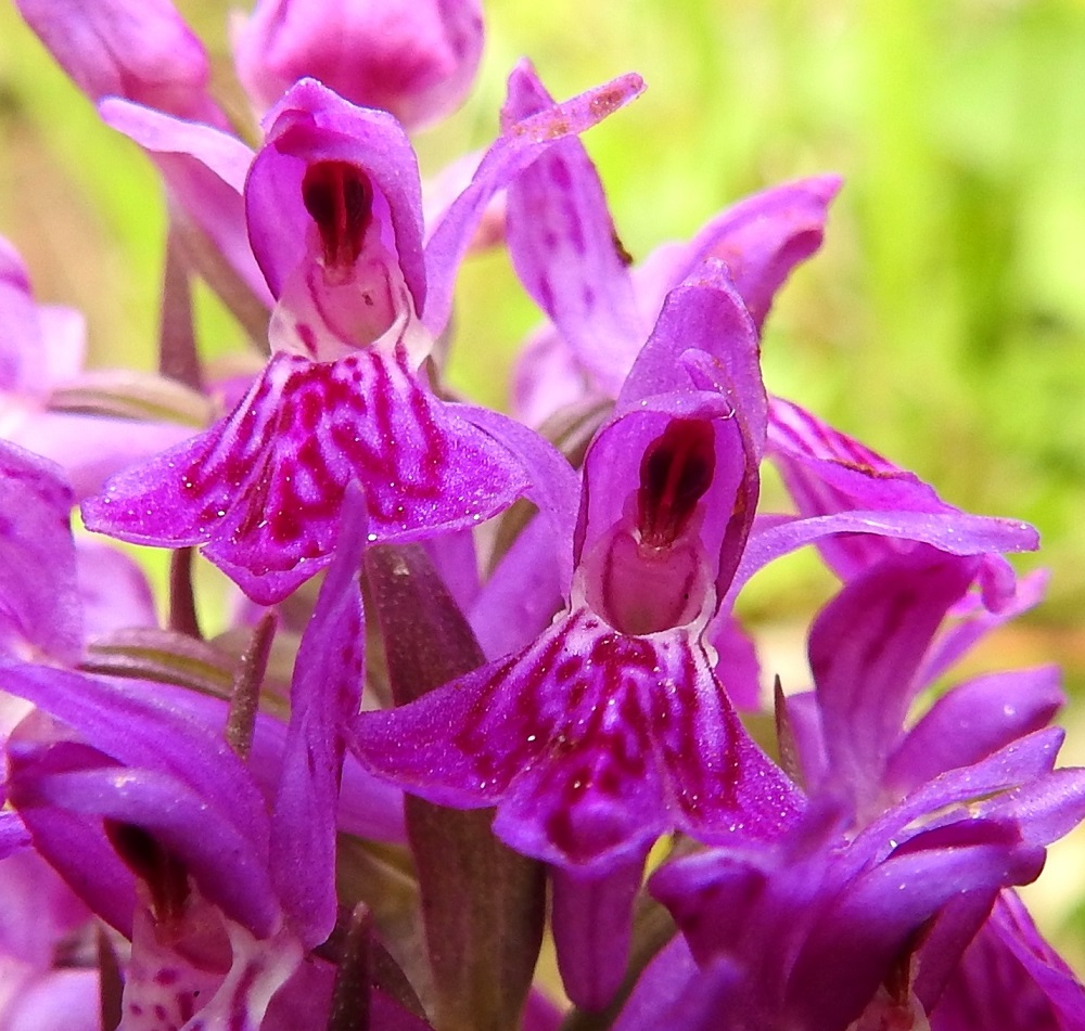 Dactylorhiza purpurella - hurmekämmekän kukan hetiö ja emiö ovat yhdistyneet siitintukuksi, jossa on yksi hede ja kaksi toimivaa luottia. Kolmas on muuntunut hetiön ja emiön väliseksi keulaksi. Emin yläpuolelle nousevan ponnen siitepöly on kahtena myhkynä. Monen muun kämmekän tapaan pölytys perustuu hyönteisten huijaukseen. Olematonta mettä tavoitellessaan pistiäiset saavat tarttumakannalliset siitepölymyhkyt mukaansa ja kuljettavat niitä muihin kukintoihin. Lajin normaali kukinta-aika Suomessa on kesäkuun puolivälistä heinäkuun puoliväliin. 26.6.2026. Copyright Hannu Kämäräinen.