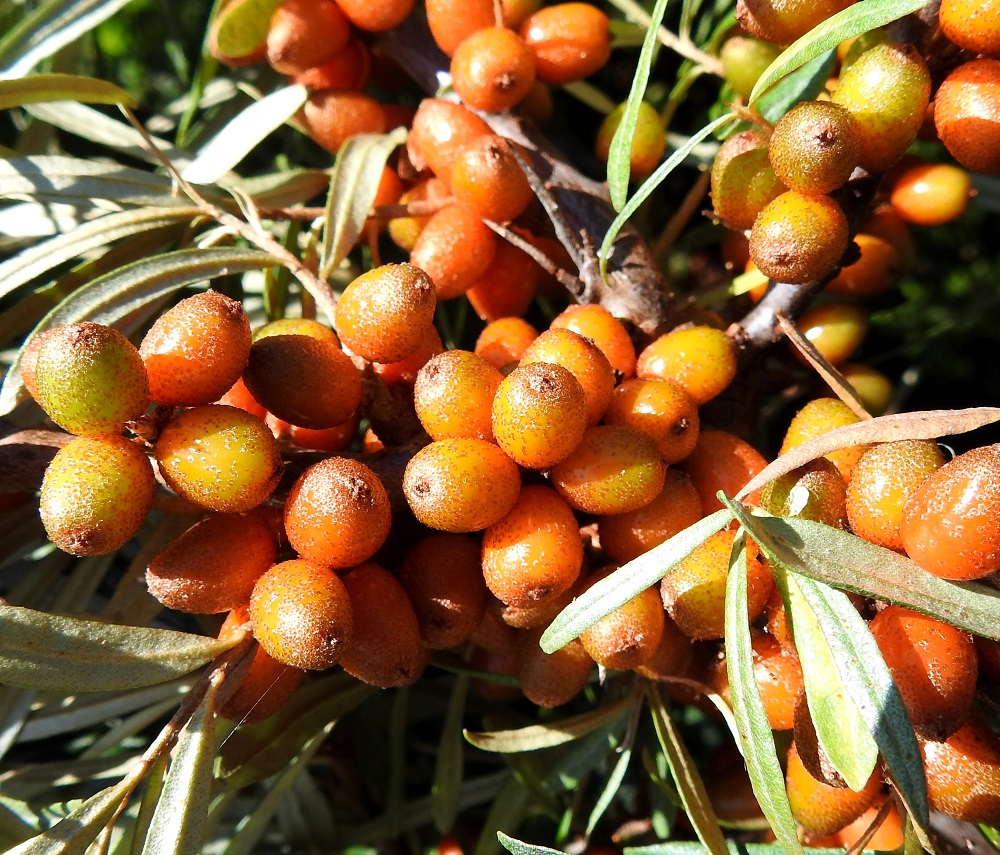 Hippophaë rhamnoides - (hopea)tyrnin marja on yksisiemeninen, ohutkuorinen ja lähinnä pitkulainen sekä tavallisesti noin 8-12 mm pitkä ja noin 7-8 mm leveä. Se on maultaan voimakkaan hapokas ja pinnaltaan tiheästi ruskehtavan kilpikarvainen. Marjat ovat yleensä tiheissä ryppäissä. Ohutkuorisuutensa vuoksi niitä ei ole aivan helppo saada ehyinä irti oksista. Marjoissa on C-vitamiinia moninkertaisesti appelsiiniin verrattuna ja runsaasti myös E-vitamiinia sekä mm. omega-7-rasvahappoa. A, Lemland, Järsö, Häggsuddeniin vievän Lillbörkövägenin pikkutien eteläpuolinen, aidattu rantalaidunalue Söderfjärdenin pitkän, kiemuraisen merenlahden pohjoispäässä, 9.8.2026. Copyright Hannu Kämäräinen.