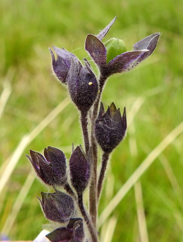 Polemonium acutiflorum - kellosinilatvan kukinnan jälkeen kehänpäällisestä sikiäimestä paisuva kota jää piiloon verhiön sisään. Kuvaamista varten ylin verhiö on painettu auki. 9.7.2026. Copyright Hannu Kämäräinen.