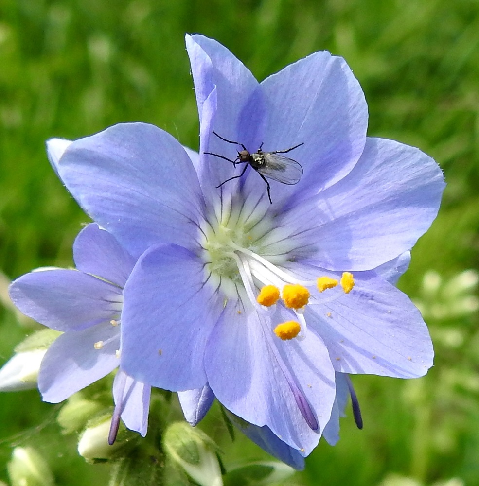 Polemonium caeruleum - lehtosinilatvan teriössä voi joskus olla myös jonkin verran muuntelua. Toisinaan teriönliuskoja voi normaalin viiden sijasta olla kuusi tai seitsemänkin. Vaaleansinisestä teriöstä huolimatta heteiden palhot ja emin vartalo ovat valkoiset. Joidenkin teriönliuskojen reunassa on hieman ripsisyyttä, mikä on sisarlajin, kellosinilatvan, P. acutiflorum, ominaisuus. EH, Hämeenlinna, Sairio, Sairionranta, Vanajaveden ja rautatien välissä kulkevan ulkoilureitin varsi kohdassa, jossa vesioja alittaa reitin, ojan laitaniitty, 29.5.2024. Copyright Hannu Kämäräinen.