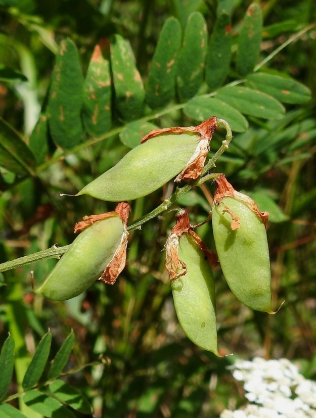 Vicia cassubica - pommerinvirnan sikiäimestä kehittyvä palkohedelmä on lähinnä pitkulainen, sivuiltaan hieman pyöristyvä ja lyhyeksi kärjeksi suippeneva. Se on ensin vihreä, kypsänä kellertävä tai kellanruskea ja kalju sekä täysikasvuisena tavallisesti noin 15-30 mm pitkä, pulleahko ja leveämmältä sivultaan noin 6-8 mm leveä. Sen kärjessä säilyy pitkään otana emin kuivunut vartalo. Palossa on useimmiten 1-3 pallomaista ja tummanvihreää - ruskeaa siementä, jotka ovat läpimitaltaan noin 4 mm. Kuvassa olevaan ylimpään palkoon näyttäisi kehittyvän yksi ja oikeanpuoleiseen palkoon kaksi siementä. 1.8.2026. Copyright Hannu Kämäräinen.