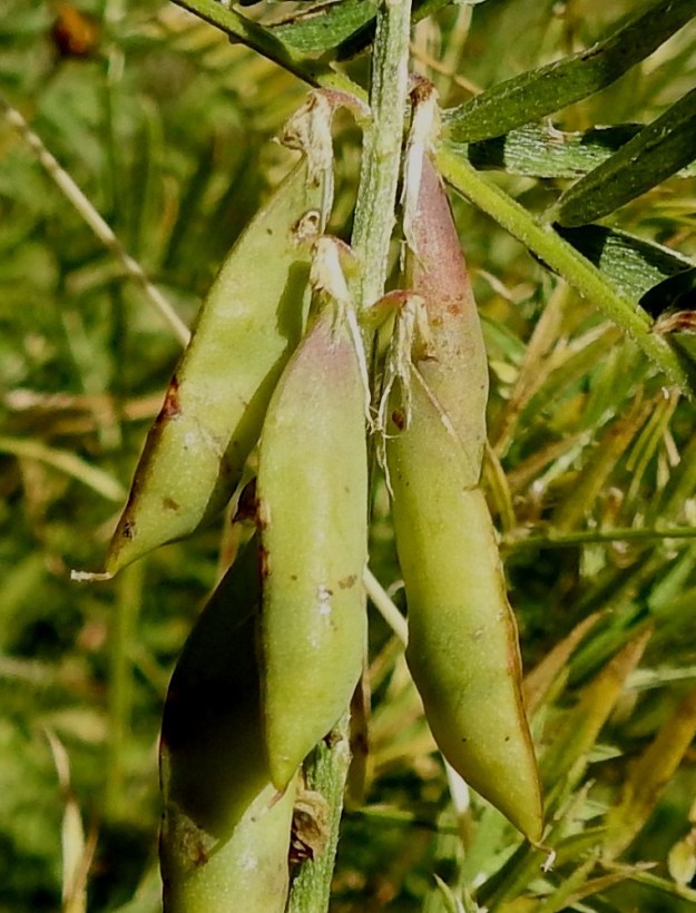Vicia tenuifolia - tuoksuvirnan sikiäimestä kehittyy palkohedelmä, joka on lähes suorasivuinen mutta tyvestään kapeneva ja alapuolen kärjestään pyöristyvä. Se on täysikasvuisena tavallisesti noin 20-35 mm pitkä, pulleahko, leveämmältä sivultaan noin 5-8 mm leveä ja kalju sekä aluksi vihreä. Sen kärjessä säilyy pitkään otana emin kuivunut vartalo. 14.7.2022. Copyright Hannu Kämäräinen.