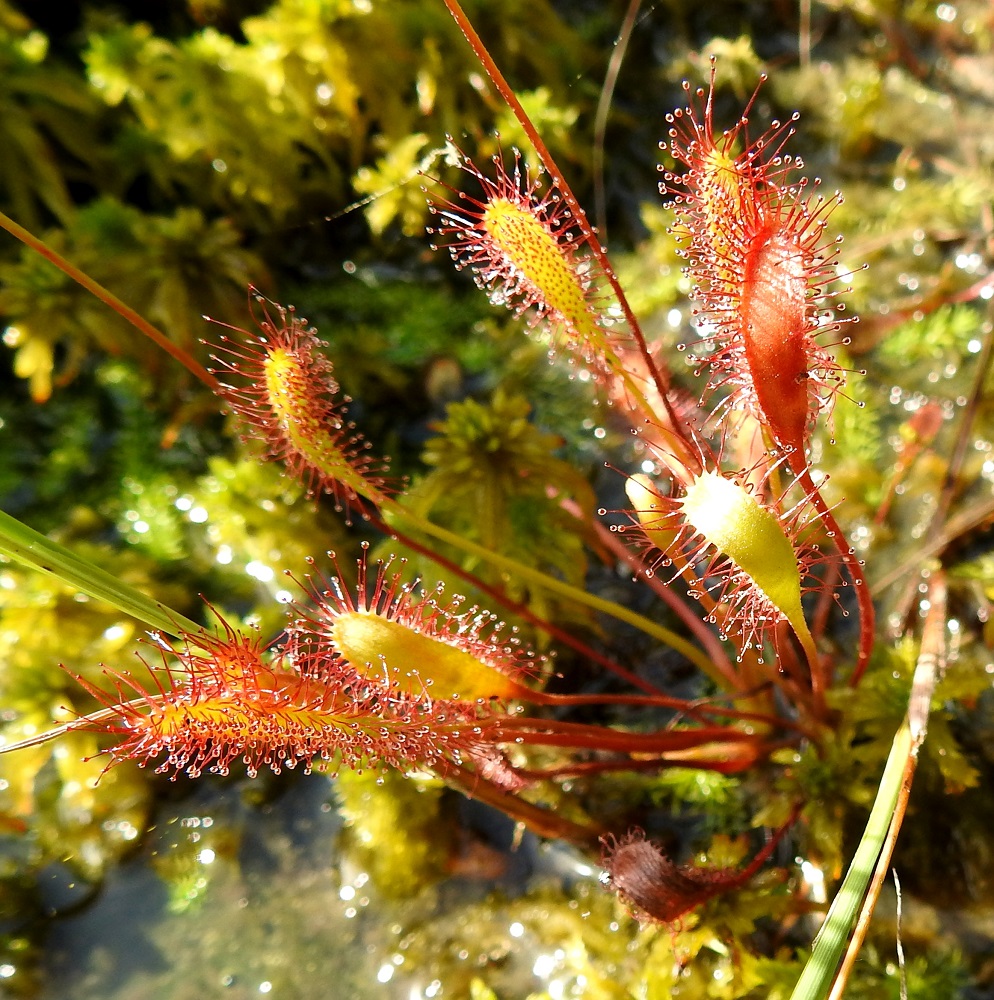 Drosera anglica - pitkälehtikihokin ruusukelehdet ovat lukuisat, valtaosin pystyt, ruodilliset ja kaikkiaan tavallisesti noin 5-13 cm pitkät. Ruoti on vihreä tai punasävyinen ja yleensä noin 3-10 cm pitkä. EH, Kangasala, Sahalahti, Isolahti, Mutajärvi-lammen pohjoisosan koillispuolinen rantaneva lähellä vesirajaa, 9.7.2021. Copyright Hannu Kämäräinen.