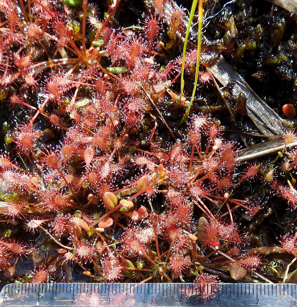 Drosera intermedia - pikkukihokki muodostaa vetiselle rimpipinnalle tiheitä lauttakasvustoja, jotka saattavat laajemmallakin alalla olla yhtä ja samaa kasvullisesti levittäytynyttä yksilöä. Lehtimaton päälle asetettu mitta suhteuttaa lehdet suunnilleen oikeaan kokoonsa. 16.7.2026. Copyright Hannu Kämäräinen.