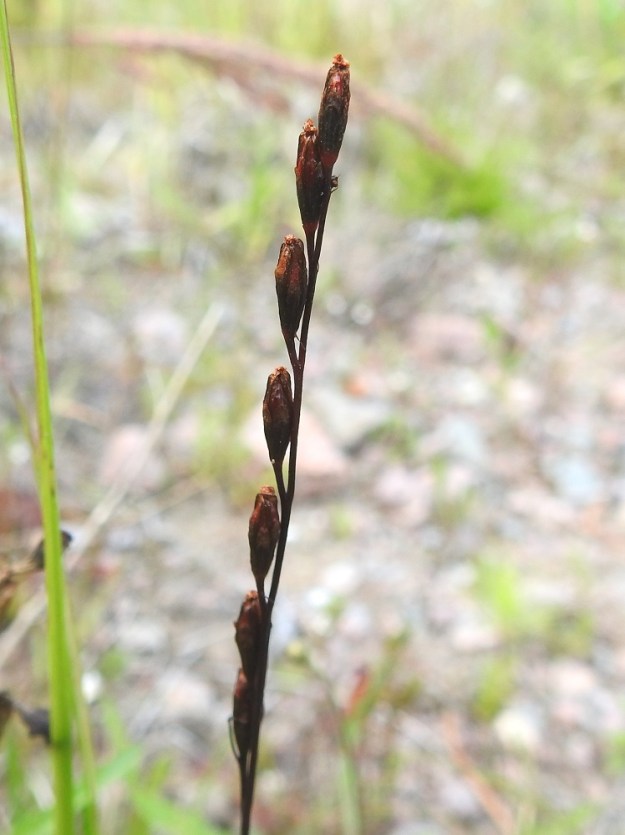 Drosera rotundifolia - pyöreälehtikihokin hedelmävaiheinen kukinto on suora ja pysty. Kypsyessään kodat muuttuvat ruskeiksi ja lopulta avautuvat kärjestään neliliuskaisesti. U, Hyvinkää, lounaiskulma, Kalkkivuorentien päästä itään jatkuva metsätie, ensimmäisen haarautuman kohdalla olevan, vanhan, pienen soramontun pohja, 27.7.2021. Copyright Hannu Kämäräinen.