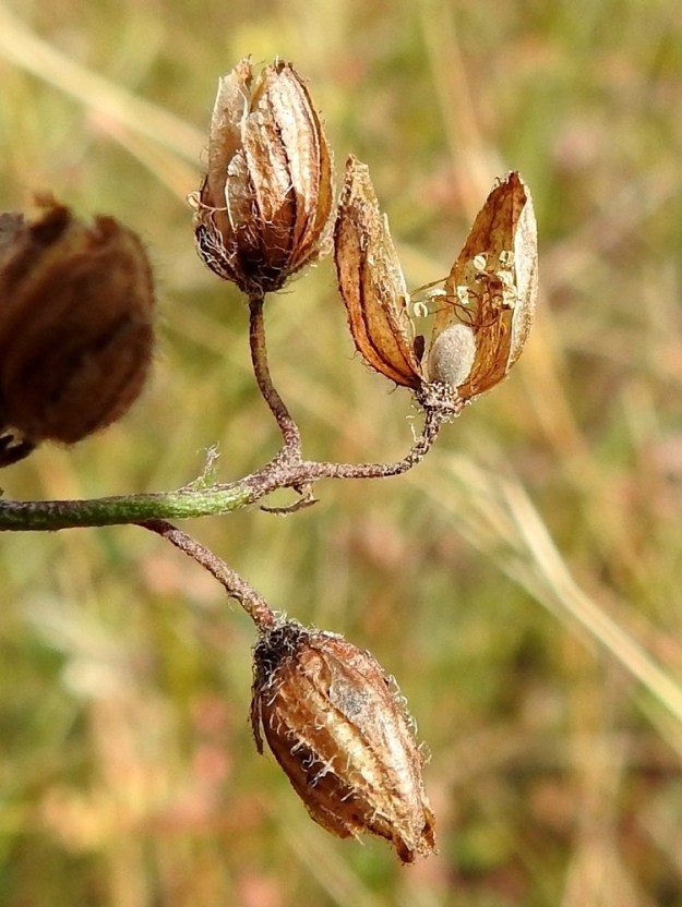 Helianthemum nummularium - kultapäivännoudon hedelmä on yksilokeroinen kota, joka kehittyy sikiäimestä sulkeutuneen verhiön sisällä. Se on soikeahkon munamainen, harmahtava - vaaleanruskea, huopamaisen tiheästi hyvin lyhytkarvainen sekä noin 5-7 mm pitkä ja noin 3-4 mm leveä. Kota aukeaa kolmiliuskaisesti, ja siinä on enintään noin 30 siementä. A, Lemland, Knutsboda, Lemlandsvägenin (tie 3) laitaketo Lembötevägenin risteyksen eteläpuolella, 12.8.2026. Copyright Hannu Kämäräinen.