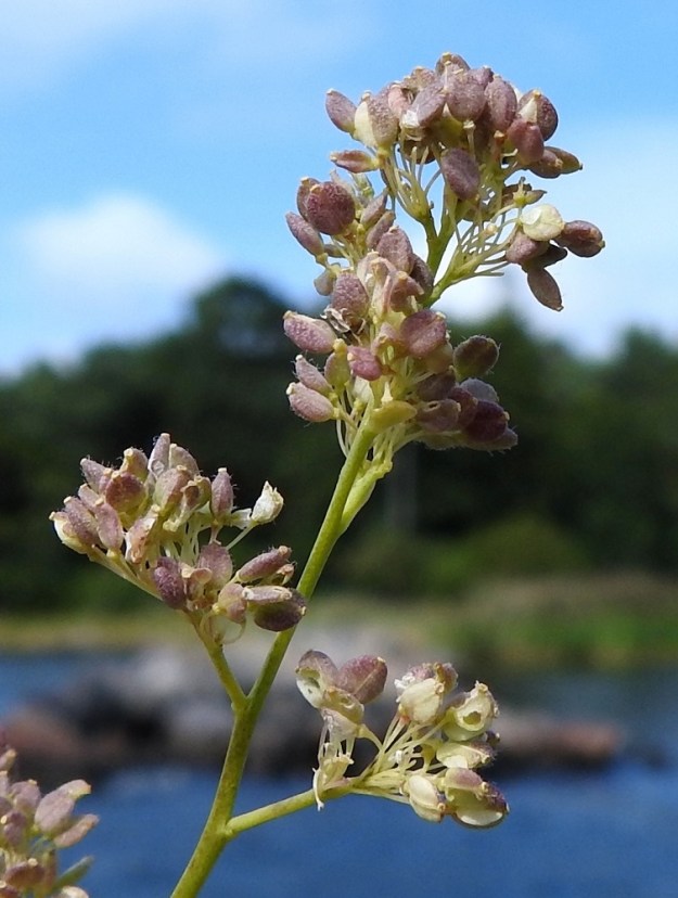 Lepidium latifolium - isokrassin kukkaperä ei yleensä pitene hedelmävaiheessa. Hedelmä on lähinnä pyöreä tai soikeahko ja litteä litu, joka on siipipalteeton, vaihtelevasti karvainen ja vihreäsävyinen tai sinipunainen. 4.8.2026. Copyright Hannu Kämäräinen.