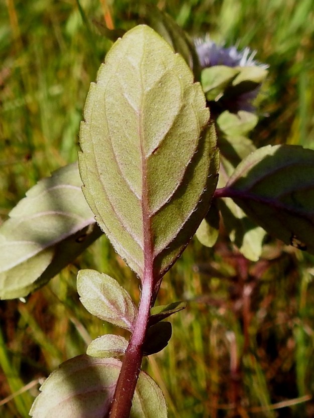 Mentha aquatica subsp. litoralis - merivesimintun lehtilapa on alta hieman yläpuolta vaaleampi ja yleensä suonia sekä laitaa myöten karvainen ja tiheästi öljynystyinen. Karvoitus on ylimmissä lehdissä alempia runsaampi. 8.8.2026. Copyright Hannu Kämäräinen.