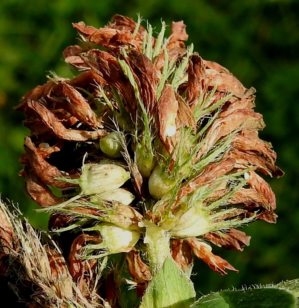 Trifolium medium - metsäapilan, kuten muidenkin apiloiden, teriöt eivät varise vaan lakastuvat paikoilleen. Sikiäimestä kehittyy palkohedelmä, joka on pieni, kokonaan verhiön sisään jäävä eli enintään noin 5 mm pitkä. Se on tavallisesti yksisiemeninen ja avautuu pitkittäin sivusaumoistaan. EH, Hämeenlinna, Loimalahti, Hirsimäki, Näsiäntien varrella olevan pihamaan ja metsäalueen raja, 29.7.2021. Copyright Hannu Kämäräinen.