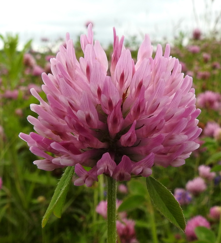 Trifolium pratense - puna-apilan teriö on tyveltään torvimaisen yhdislehtinen ja tavallisesti noin 12-15 mm pitkä. Torviosa on yli puolet teriön pituudesta. Näkyvin ja kookkain teriönliuska on purje, jonka kärkiosan suonet ovat pohjaväriä tummemmat. Purje on pysty, kapeansoikea, kärjestään pyöreä tai tylppä ja noin 2-2,5 mm leveä. Teriön sivuilla on siiviksi kutsuttu liuskapari, jonka liuskat ovat kapean ja pitkulaisen soikeahkot, pyöreäpäiset ja noin 1-1,3 mm leveät. Alimpana teriössä on venho, joka muodostuu kahdesta liuskasta, jotka ovat kärkiosastaan tiiviisti limittäin muodostaen venemäisen kaukalon. EH, Hämeenlinna, Loimalahti, Sampo, Sammontien varrella oleva niittyalue, 24.7.2017. Copyright Hannu Kämäräinen.