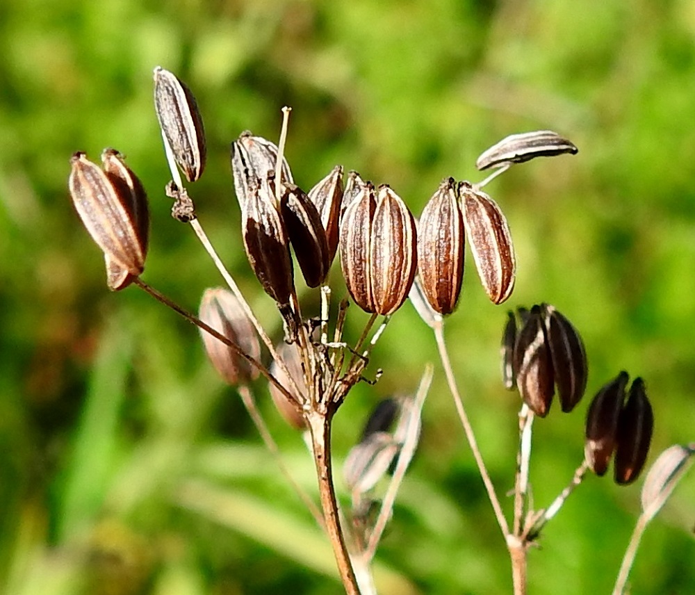 Carum carvi - (mauste)kuminan hedelmä on kaksilohkoinen lohkohedelmä, joka on lähinnä soikea, leveyttään selvästi litteämpi, yleensä noin 3-5 mm pitkä ja leveämmältä sivultaan noin 1,8-2,5 mm leveä. Se on aluksi vihreä ja kypsyttyään ruskea. Lohkot ovat hedelmässä vatsapuolet tiiviisti vastakkain. Lohkojen välinen sauma kulkee pitkittäin hedelmän leveämmällä sivulla. Yksittäinen hedelmälohko on kuperaselkäinen, selästään vaalean kapeaharjuinen ja noin 0,9-1,2 mm leveä. EH, Hämeenlinna, Loimalahti, Kuokkamaan kaakkoispuolella olevan, Leinun entisen peltoalueen luoteislaita, 6.9.2026. Copyright Hannu Kämäräinen.