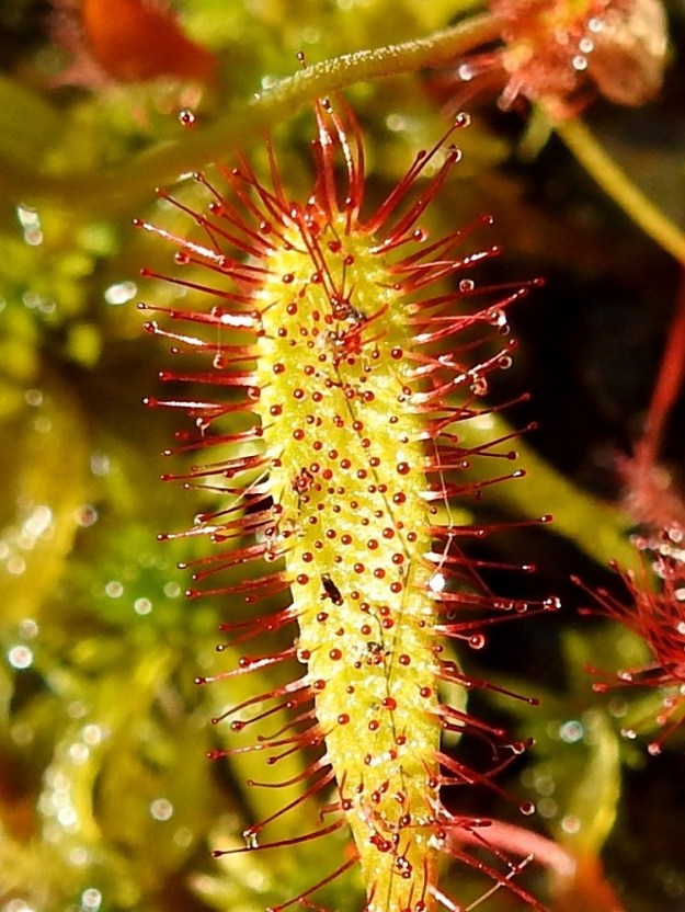 Drosera anglica - pitkälehtikihokin lehtilapa on hyvin kapean vastapuikea, pyöreäpäinen ja ilman selvää rajaa tasaisesti ruotiin kapeneva. Se on päältä ja laidoiltaan pitkäkarvainen, vihreä tai punasävyinen sekä useimmiten noin 15-30 mm pitkä ja leveimmältä kohtaa noin 3-7 mm leveä. Karvat ovat noin 2-6 mm pitkät, punaiset, tahmeat ja pisarakärkiset. EH, Kangasala, Sahalahti, Isolahti, Mutajärvi-lammen pohjoisosan koillispuolinen rantaneva lähellä vesirajaa, 9.7.2021. Copyright Hannu Kämäräinen.