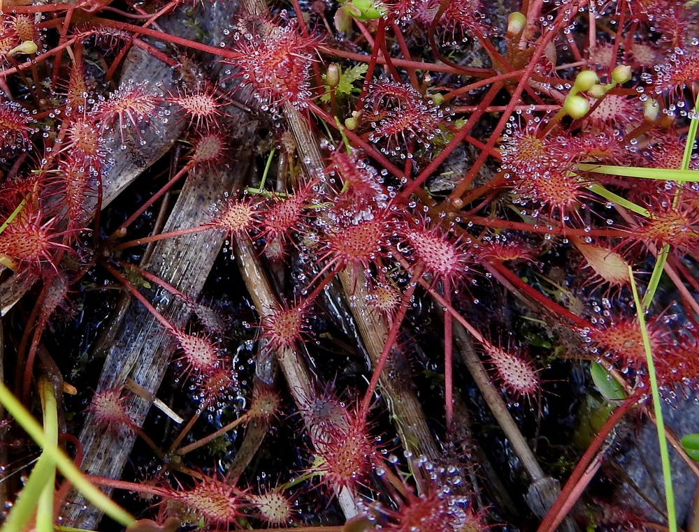 Drosera intermedia - pikkukihokin lehdet ovat ruusukkeena tai joskus tiheän kierteisesti hyvin lyhyessä varressa. Ruoti on puna- tai vihreäsävyinen, muuten kalju mutta tyveltään pitkäkarvainen ja yleensä noin 1,5-3,5 cm pitkä. Lapa on kapean vastapuikea, pyöreäpäinen ja ilman selvää rajaa tasaisesti ruotiin kapeneva. Se on päältä ja laidoiltaan pitkäkarvainen, alta kalju, puna- tai vihreäsävyinen sekä useimmiten noin 4-10 mm pitkä ja leveimmältä kohtaa noin 2-4 mm leveä. Karvat ovat noin 0,5-4 mm pitkät, punaiset, tahmeat ja pisarakärkiset. 16.7.2026. Copyright Hannu Kämäräinen.