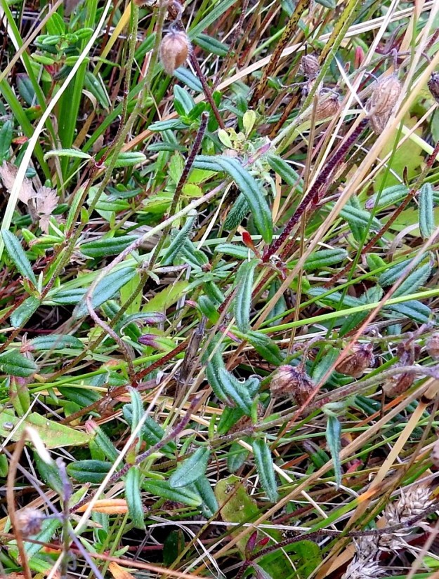 Helianthemum nummularium - kultapäivännoutoa ei kukkimattomana tai kukinnan jälkeen aina edes helposti huomaa muun ruohikon seasta. Syksyllä tosin muun kasvuston ympäriltä lakastuessa vihreinä talvehtivat lehdet tuovat sen paremmin näkyviin. A, Lemland, Knutsboda, Lemlandsvägenin (tie 3) laitaketo Lembötevägenin risteyksen eteläpuolella, 12.8.2026. Copyright Hannu Kämäräinen.