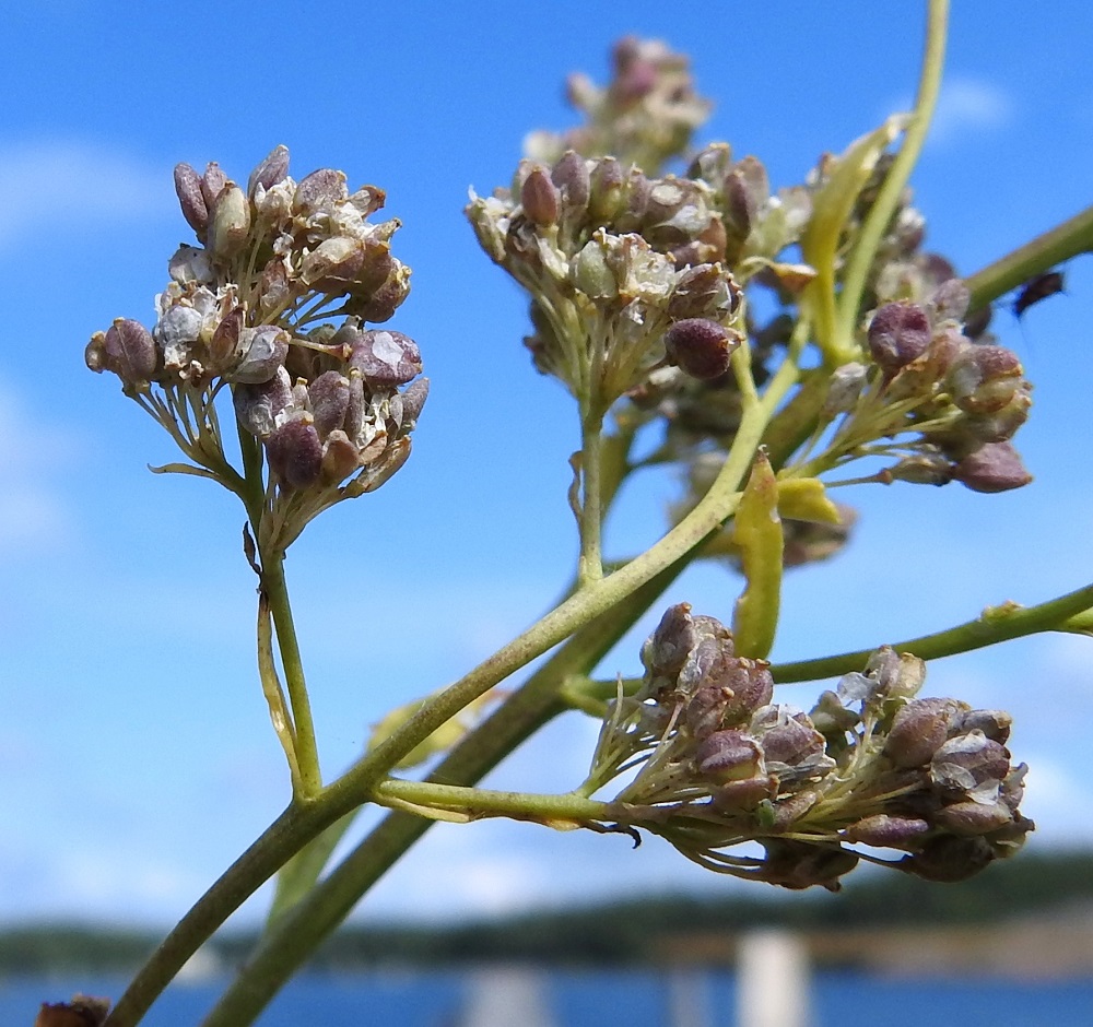 Lepidium latifolium - isokrassin litu on tavallisesti noin 2-2,5 mm pitkä ja leveimmältä kohtaa noin 1,7-2 mm leveä. Lidun lovettomassa kärjessä on kuivuneen emin vartalon ja luotin muodostama ota, joka on noin 0,2 mm pitkä. Välikalvo erottaa lidun kahteen osaan, joista molemmissa on yksi siemen. Sauma kulkee pystysuoraan lidun leveällä sivulla. 4.8.2026. Copyright Hannu Kämäräinen.