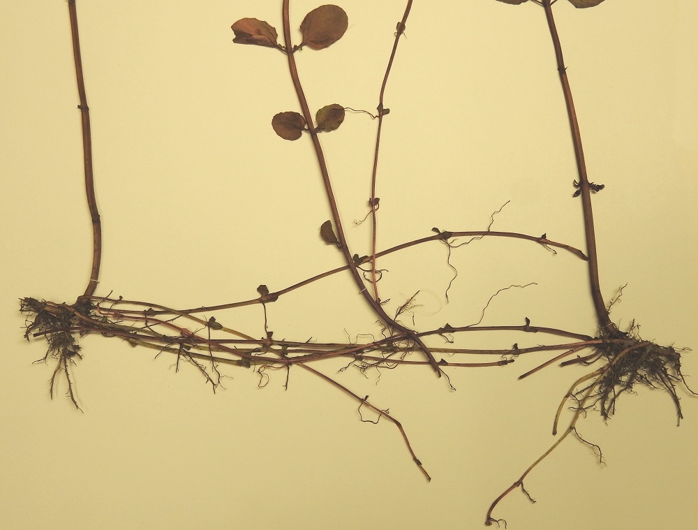 Mentha aquatica subsp. litoralis - merivesimintun juurakko on vaakatasossa suikertava, pitkän maarönsyinen ja yleensä harvahkoja kasvustoja muodostava. 6.8.1996. Kuva näytteestä, copyright Hannu Kämäräinen.