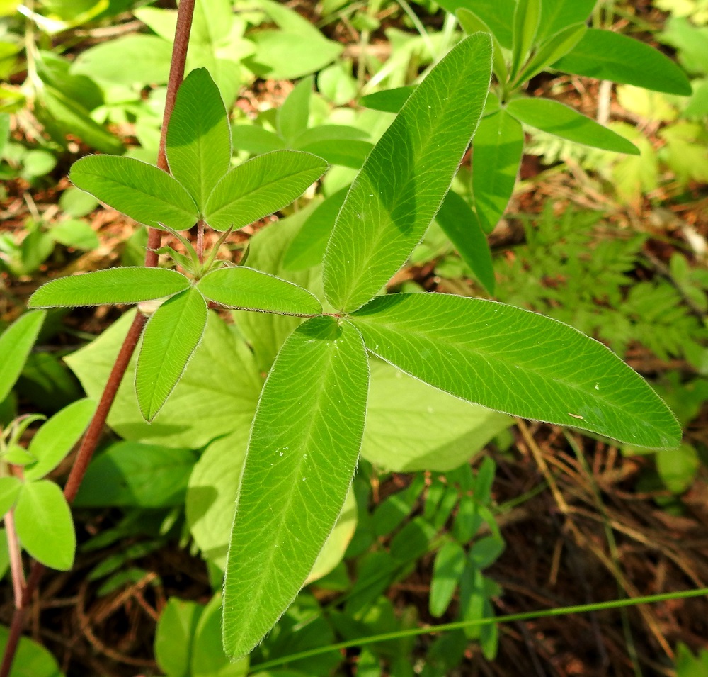Trifolium medium - metsäapilan lehtilapa on kolmilehdykkäinen. Lehdykät ovat lähinnä soikeat, hieman kapeanpuikeahkot tai leveänsuikeat, pyöreätyviset ja suippo- tai tylppäkärkiset sekä tavallisesti noin 20-50 mm pitkät ja leveimmältä kohtaa noin 8-20 mm leveät. Varsilehtien lehdykät ovat noin kolmesta neljään kertaa leveyttään pitemmät. Ne ovat päältä vihreät, laikuttomat ja kaljut. Metsäapilaa muistuttavan puna-apilan, T. pratense, varsilehtien lehdykät ovat noin puolestatoista kahteen kertaa leveyttään pitemmät ja päältä vaalealaikkuiset. EH, Hämeenlinna, Lammi, Evo, Padasjoentien (tie 53) osittain ruohostopohjainen laitametsä Opistotien risteyksen lounaispuolella, 13.7.2024. Copyright Hannu Kämäräinen.