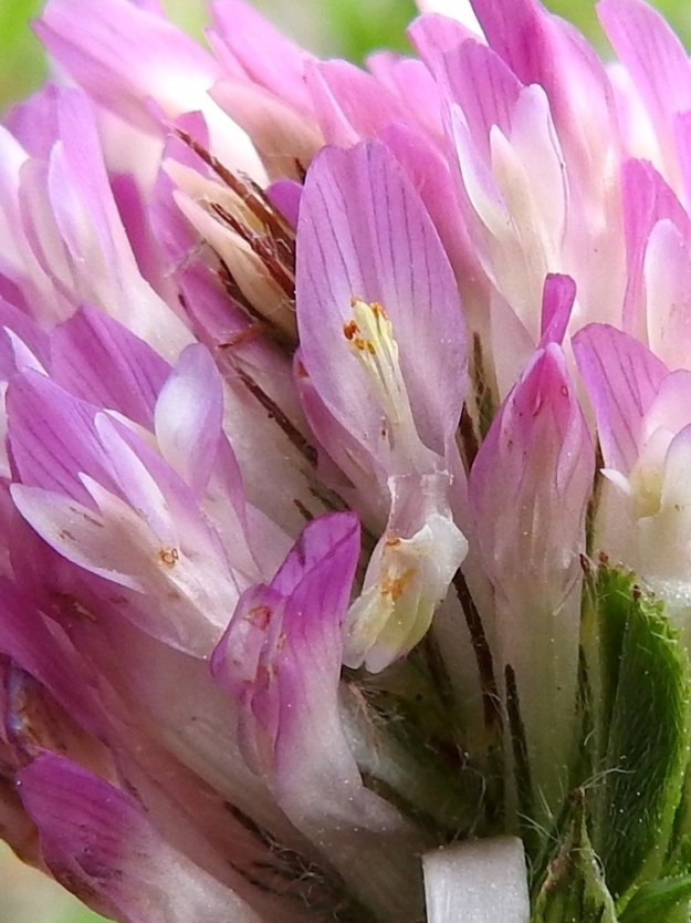Trifolium pratense - puna-apilan kukassa on kymmenen hedettä, joista yhdeksän on kiinnittynyt teriön torveen putkimaisesti emin ympärille. Vain palhojen kärkiosat ovat erilliset. Yksi hede on kokonaan vapaa ja teriöstä irrallinen. Ponnet ovat keltasävyiset ja nuppimaiset. Sikiäimen kärjessä oleva emi on yksivartaloinen ja -luottinen. Normaalisti heteet ja emi ovat tiiviisti näkymättömissä venhon sisällä. Kuvausta varten venho, siivet ja pala yhdiskasvuista torviosaakin on painettu alas. EH, Hämeenlinna, Majalahti, Louhoksentien varren maanläjitysalueen itäpää, tasattu lakialue, joka kehittymässä niityksi, 21.6.2022. Copyright Hannu Kämäräinen.
