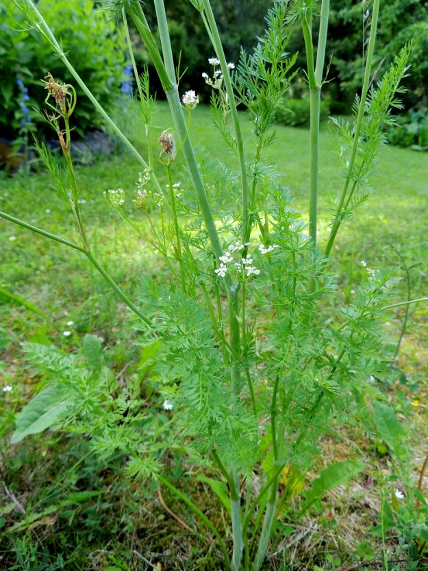 Carum carvi - (mauste)kuminan varsi on alaosastaan yleensä noin 3-6 mm paksu, liereä ja täyteinen tai harvemmin osittain ontto. Se on sileähkö - uurteinen ja tavallisesti vihreä tai sinivihreä. Lehdet ovat varrella kierteisesti. Alemmat niistä ovat ruodilliset ja ylimmissä lehtilapa lähtee suoraan sepivän ja kalvolaitaisen tupen reunasta. Kuminan tyviosan yläpuolisten varsilehtien erikoisuus on, että tupen tyvellä on korvakemainen ja noin 5-25 mm pitkä lehdykkäpari, jonka lehdykät muodostuvat haarattomista tai kertaalleen haarovista ja rihmamaisen kapeista liuskoista. EH, Hämeenlinna, Loimalahti, Hirsimäki, omakotialue, Näsiäntien varren niityksi kehittynyt pihanurmialue, 18.6.2013. Copyright Hannu Kämäräinen.