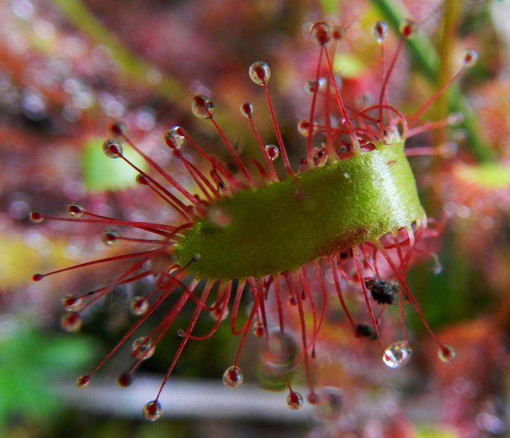 Drosera anglica - pitkälehtikihokin lehtilapa on alapinnaltaan kalju. Lehtilavan karvat erittävät sitkeitä, kiiltäviä ja hieman hunajamaisesti tuoksuvia limapisaroita, jotka houkuttelevat pieniä hyönteisiä. Lehdelle lentävät tai kiipeävät hyönteiset takertuvat limaan ja rimpuillessaan jäävät yhä tiukemmin kiinni. Riittävän voimakkaan ärsytyksen vaikutuksesta lehti vielä rullautuu saaliin päälle. Liman sisältämät entsyymit sulattavat hyönteisen pehmeät osat kasvin ravinnoksi. Sulatuksen jälkeen lehti jälleen avautuu. Hyönteisistä kihokki saa heikkoravinteisella kasvupaikallaan lisäannoksen erityisesti typpeä ja fosforia. PK, Juuka, Kopravaara, Kopravaarantien länsipuolella oleva Valkealampi, koillispuoli, Akanlahden ranta leirintäalueen kohdalla, 11.7.2011. Copyright Hannu Kämäräinen.