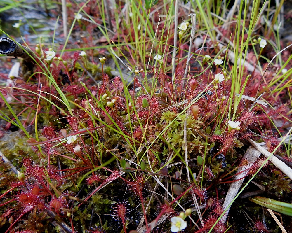 Drosera intermedia - pikkukihokki on Suomessa alkuperäinen laji, jonka esiintymisalue yltää etelästä päin Keski-Pohjanmaan, Pohjois-Savon ja Pohjois-Karjalan eliömaakuntiin. Sopivilla kasvupaikoilla esiintymiseltään yleisehkönä tai kohtalaisena sitä voidaan pitää vain Ahvenanmaalla ja eteläisimmässä Manner-Suomessa. Muualla esiintymisalueellaan se on harvinainen tai hyvin harvinainen. 16.7.2026. Copyright Hannu Kämäräinen.